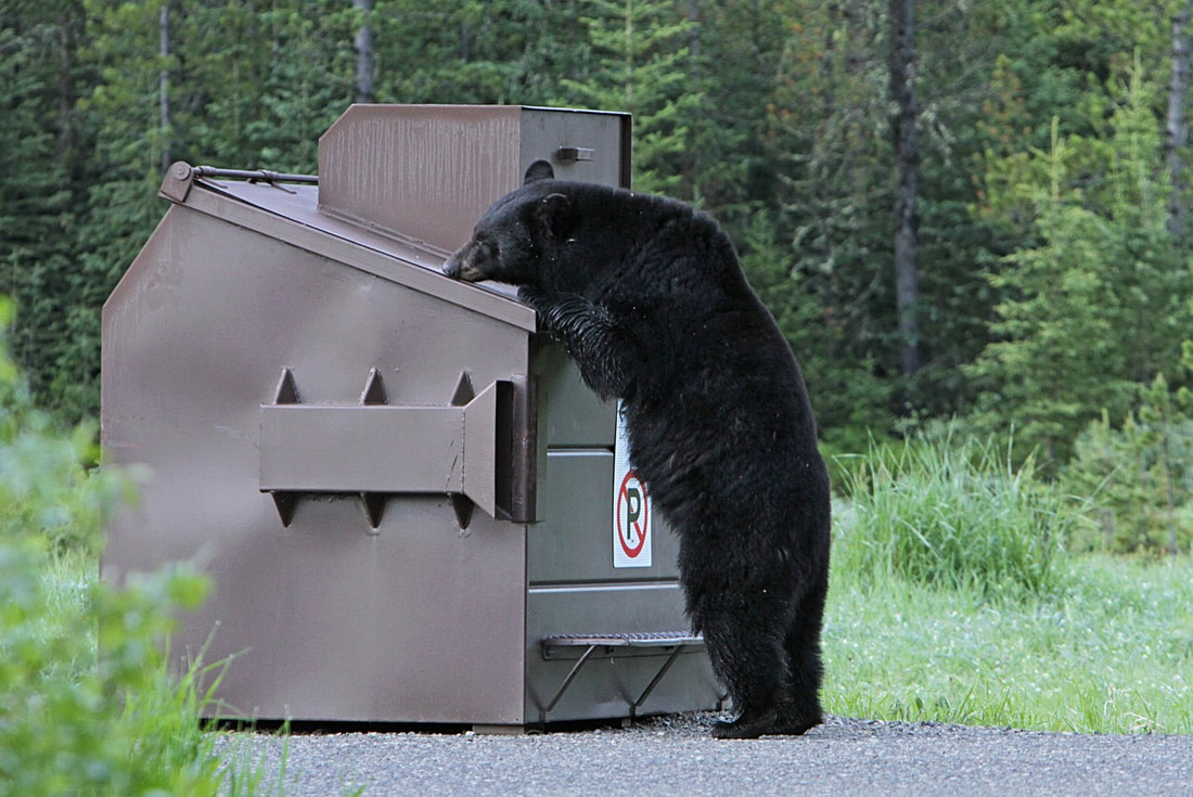 roll off dumpster being ravaged by a bear